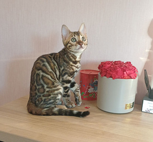 Бенгальские котята (2 фото из 8)