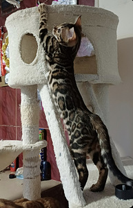 Бенгальские котята (8 фото из 8)