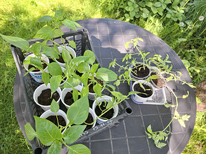 Paprika seemikud (3 foto / 3)