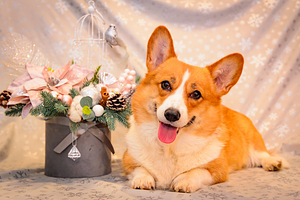 Welsh corgi pembroke EKL/FCI (9 foto / 10)
