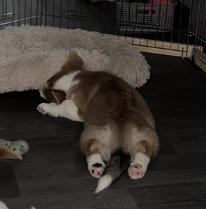 Welsh corgi pembroke (9 foto / 9)