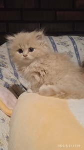 Kissanpentuja (5 valokuva sivusta 9)