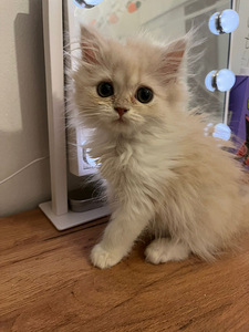 Ihanat kissanpennut (4 valokuva sivusta 8)