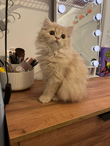 Ihanat kissanpennut (6 valokuva sivusta 8)