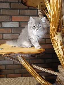 Söpöjä pentuja (4 valokuva sivusta 9)