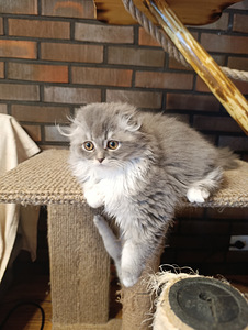 Söpöjä pentuja (5 valokuva sivusta 9)