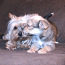 Yorkie-Pom Puppies For Sale (foto #2)