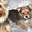 Yorkie-Pom Puppies For Sale (foto #5)