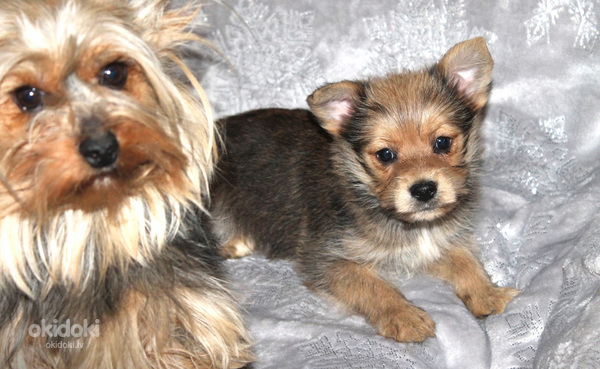 Yorkie-Pom Puppies For Sale (foto #5)