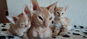 Don Sfinksi segu siiamiga (8 foto / 10)