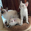 Sekarotuiset kissanpennut (valokuva #1)
