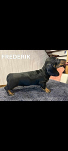 Lühikarvalised standard taksid (2 foto / 4)