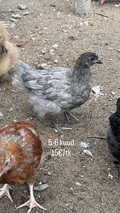 Kanad ja tibud (2 foto / 9)