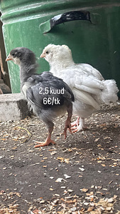 Kanad ja tibud (7 foto / 9)
