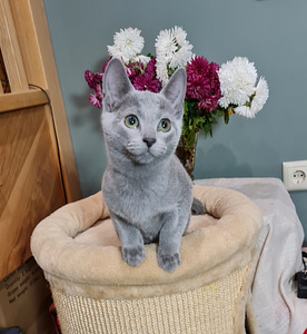 Русские голубые котята (3 фото из 7)