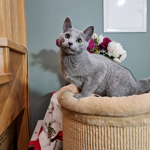Русские голубые котята (5 фото из 7)