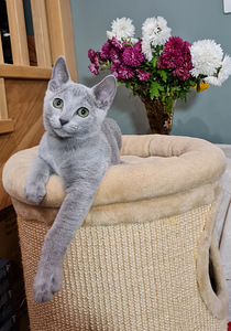 Русские голубые котята (1 фото из 7)