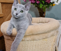 Русские голубые котята