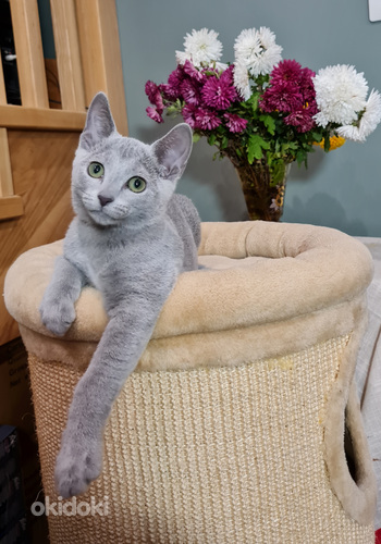 Русские голубые котята