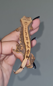 Crested gecko (2 foto no 6)
