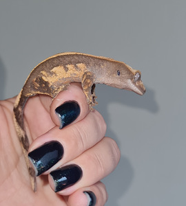 Crested gecko (4 foto no 6)