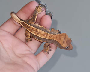 Crested gecko (6 foto no 6)