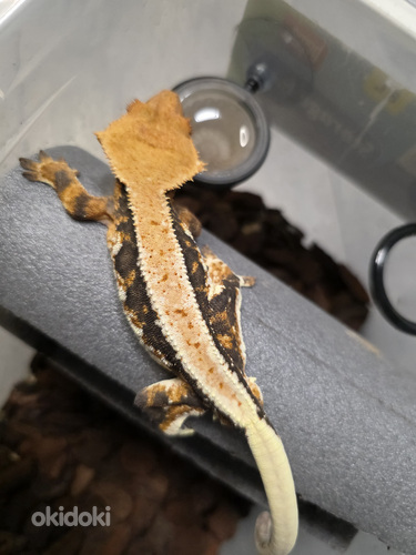 Crested gecko