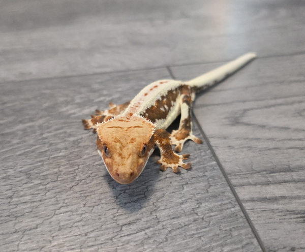 Crested gecko