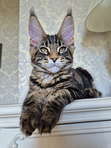 Mainecoon boy