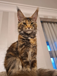 Mainecoon girl f22 for breed