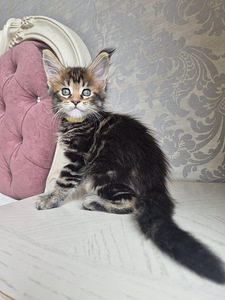 Maincoon girl (4 foto / 5)
