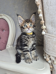 Maincoon girl (5 foto / 5)