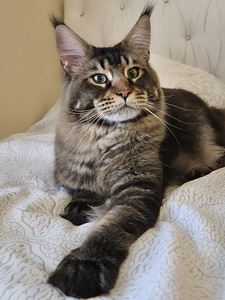 Maincoon male d22 (2 foto / 3)