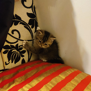 Kissanpennut (2 valokuva sivusta 2)