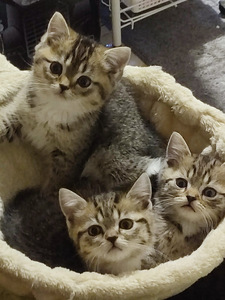 Kissanpennut (1 valokuva sivusta 3)