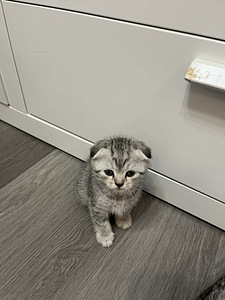 Kissanpennut (1 valokuva sivusta 4)