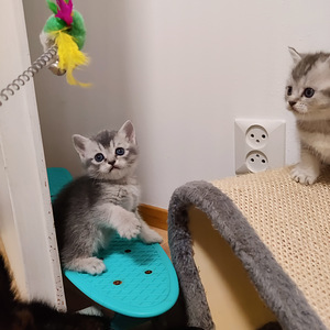 Kissanpennut (4 valokuva sivusta 5)