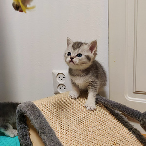 Kissanpennut (1 valokuva sivusta 2)