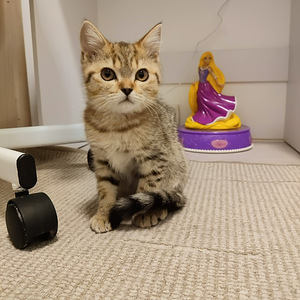 Kissanpennut (1 valokuva sivusta 1)