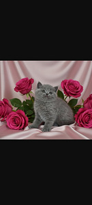 Kissanpennut (2 valokuva sivusta 3)