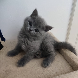 Kissanpennut (1 valokuva sivusta 1)