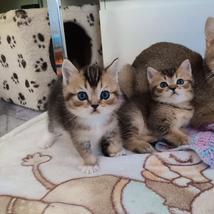 Kissa (1 valokuva sivusta 1)