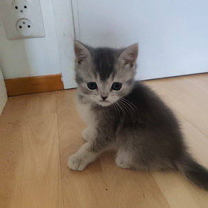 Kissanpennut (5 valokuva sivusta 5)