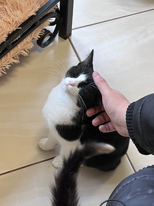 Anname ära hea kassipoja (3 foto / 3)