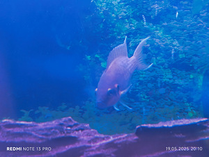 Принцесса Бурунди, Neolamprologus brichardi