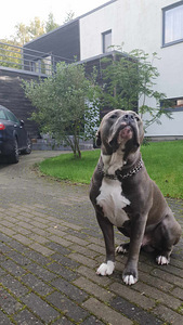 Am Bully XL-Rollo otsib uut kodu (2 foto / 5)