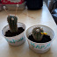 Kaktused (foto #3)
