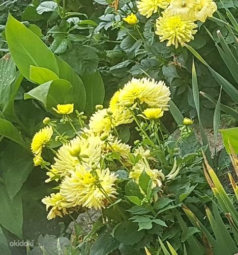 Ярко-желтый кактус георгин (фото #1)