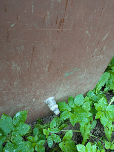 Roostevabast terasest paak (3 foto / 3)