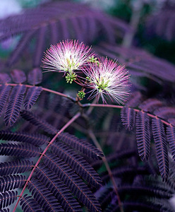 Albizia julibrissin rosea (4 фото из 6)